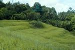 thumbnail-disewakan-tanah-seluas-400m2-dengan-mata-air-di-kaba-kaba-bali-7