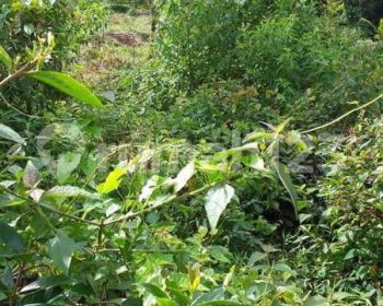 Tanah rata untuk kebun+investasi+rumah sangat strategis